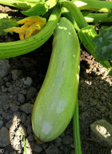Vanda dovlecei CHemyfarm