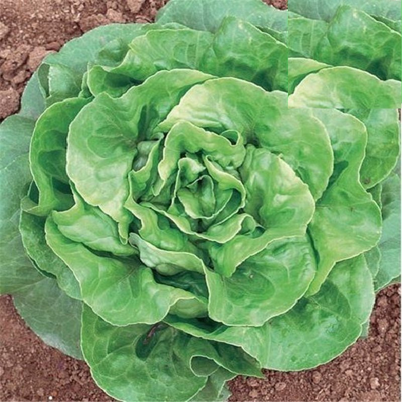 Verde D’Inverno (2500 seminte) de Salata Iarna Verde D’Inverno, Prima Sementi