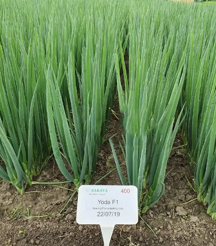 Yoda F1 (50 gr) seminte ceapa de legatura cu frunze verde inchis, crestere rapida si uniformitate excelenta, Sakata