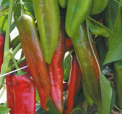 Busillis F1 (250 seminte) ardei kapia, tip Corno di toro iute, Profit Seeds
