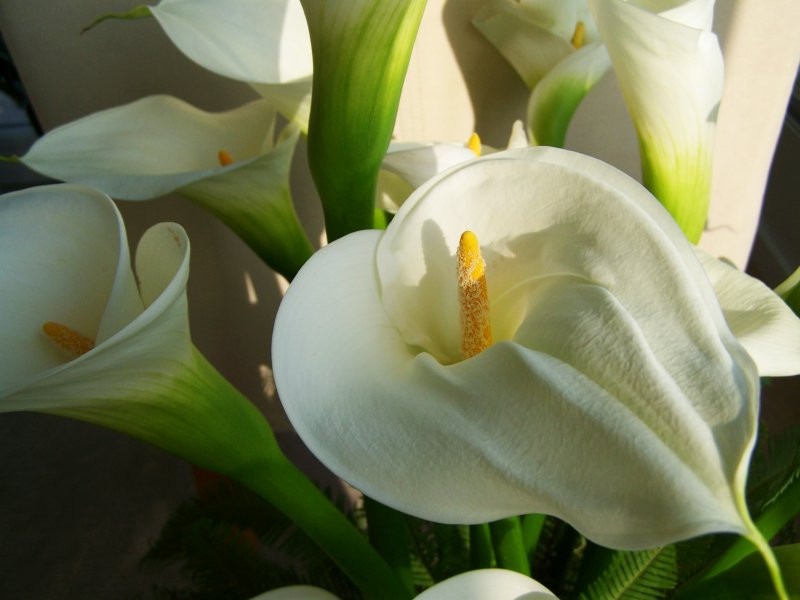 Cala Crystal Brush (1 bulb), floare mare, culoare alb, bulbi de flori