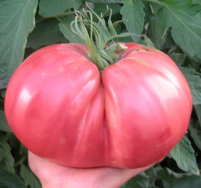 Ciccio (30 seminte) rosii uriase roze peste 1 kg, soi stravechi, semi-tardiv, nedeterminat si foarte fertil, Seklos