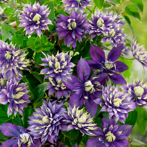 Clematite Taiga (ghiveci 2 L) cu flori mov-violet puse in evidenta de accente crem-verzui aflate pe varfurile petalelor ascutite, cataratoare Clematis