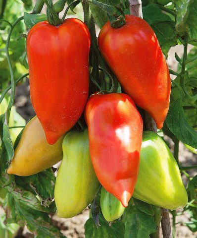Cornabel F1 (100 seminte) rosie nedeterminata cu forma alungita de corn, Vilmorin