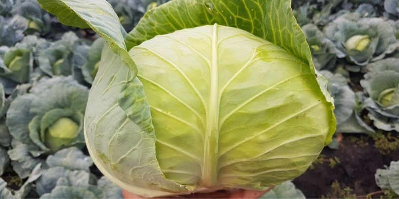 Eldoret F1 (2500 seminte) de varza alba timpurie cu frunza fina si dulce pentru cultura de toamna, Syngenta