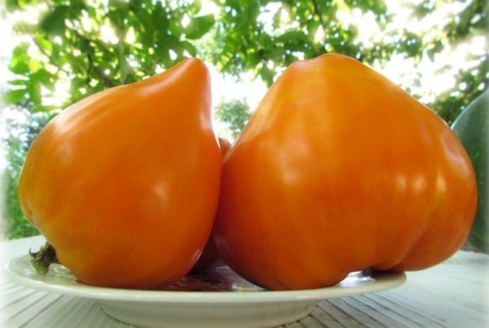 Inima de Bivol Orange (100 seminte) de rosii inima de bivol portocaliu soi nedeterminat, Mag-R