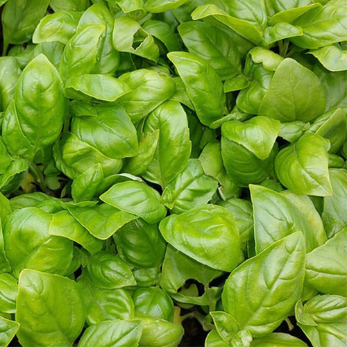 Italiano Classico (100 grame), busuioc verde, Isi Sementi