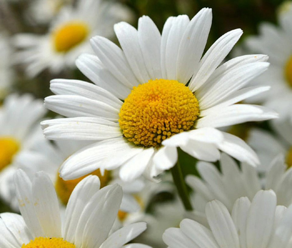 Margarete albe (0.75 gr) seminte flori, Horti Tops