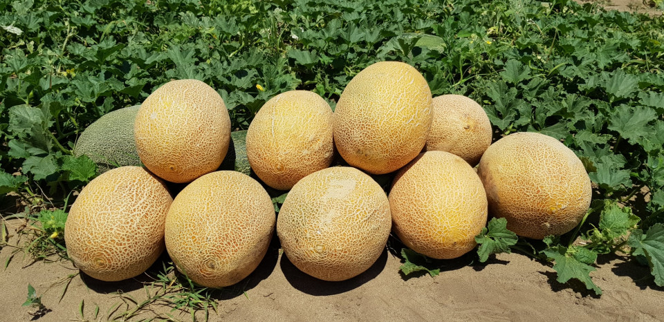 Rebeca F1 (500 seminte) de pepene galben timpuriu cu miez portocaliu tip ananas, Hazera