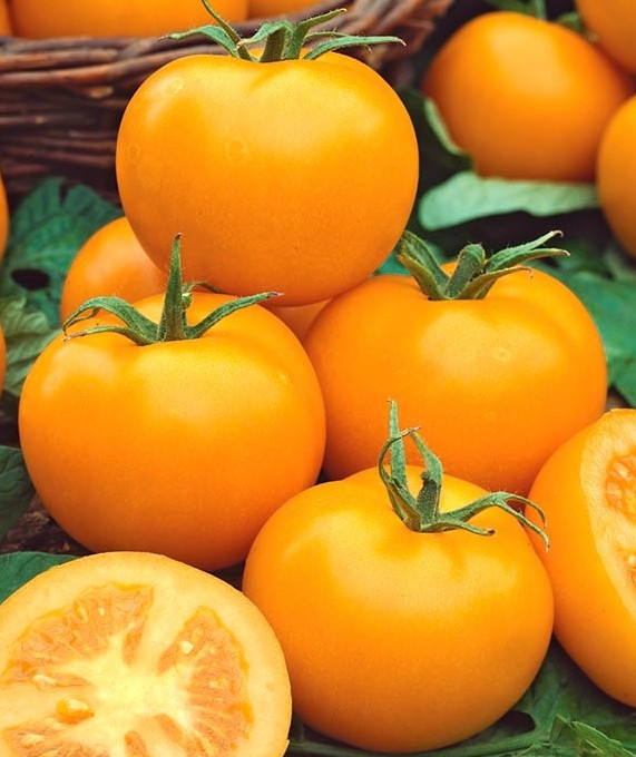 Rosii galbene Romus (0.5 grame), seminte de rosii galbene soi cu crestere nedeterminata, Kertimag