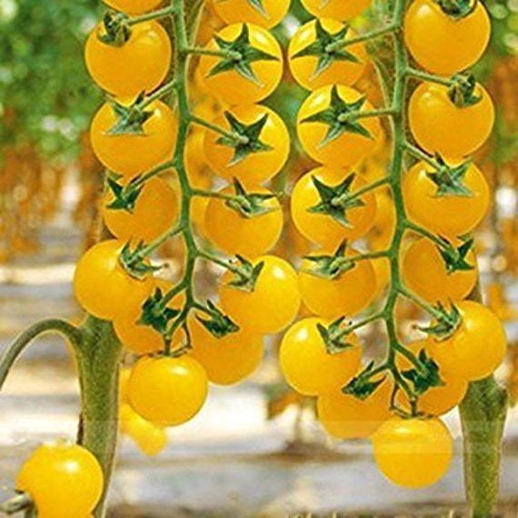 Rosii Goldkrone Cherry (70 seminte) tomate galbene cherry cu crestere nedeterminata