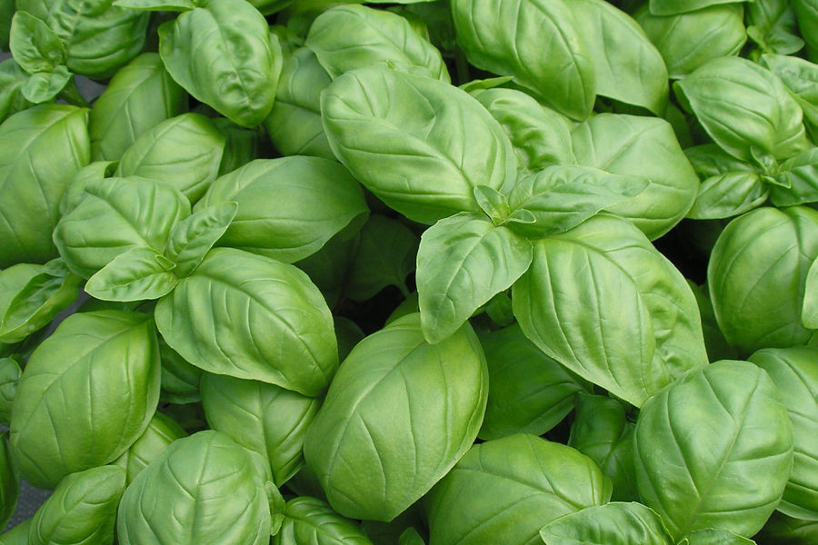 Seminte busuioc verde Genovese (50 gr), soi clasic italian de busuioc, Agrosem