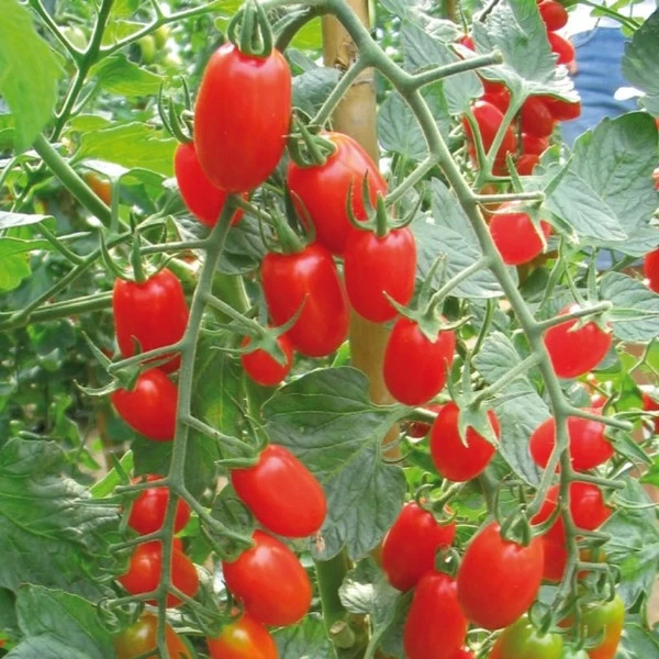 Sorbetto F1 (100 seminte) tomate cherry, tip San Marzano, Profit Seeds