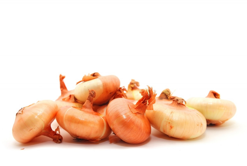 Soriso Di Rovato O Borettana (100 grame) seminte ceapa galbena, tip Cipollini, Profit Seeds
