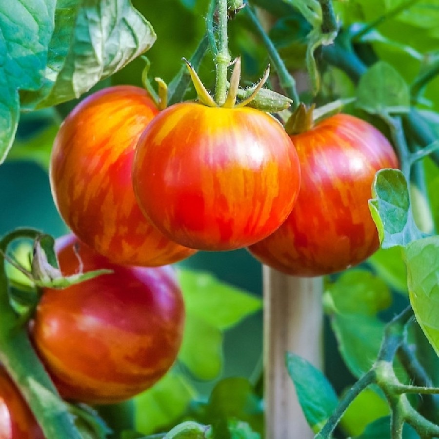 Tigerella (100 seminte) tomate de culoare rosu intens cu dungi portocalii, gust placut, Agrosem