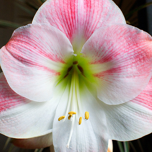 Amaryllis Apple Blossom (1 bulb), crinul de camera, floare culoare roz, bulbi de flori