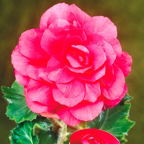 Begonie Double Pink (3 bulbi), floare mare dubla, culoare roz, bulbi de flori