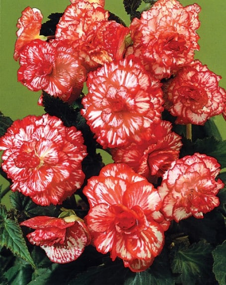 Begonie Marmorata (3 bulbi), floare mare, culoare roz-rosu, bulbi de flori
