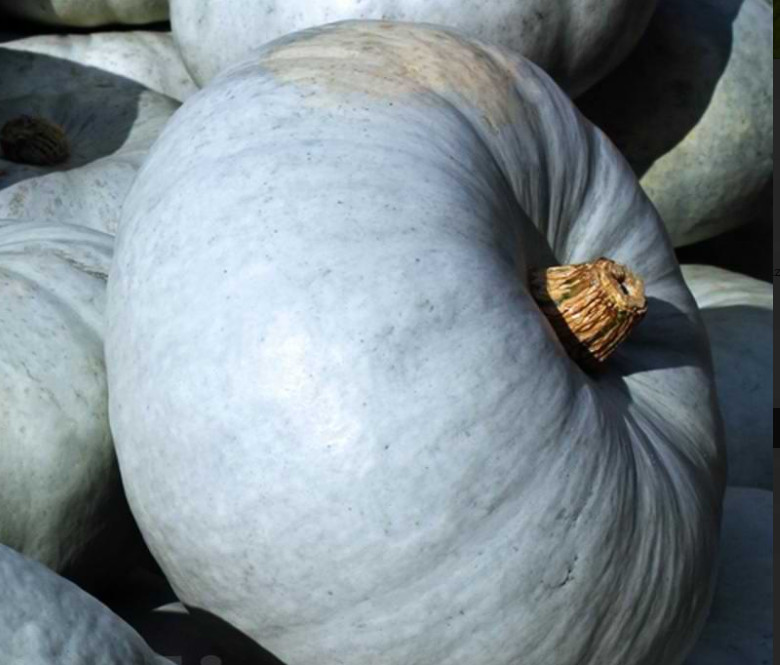 Bleu de Hongrie (20 seminte) de dovleac alb soi stravechi, Chemyfarm
