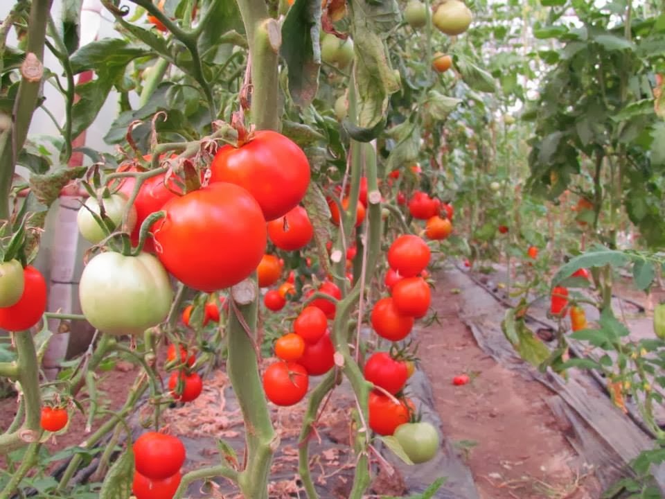 Buzau 47 (350 seminte) Seminte Tomate Romanesti Semitimpurii, Agrosem
