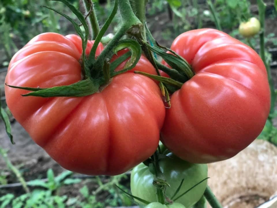 Cassarosa F1 (1000 seminte) tomate crete - costate, culoare roz - violet nedeterminate, Yuksel