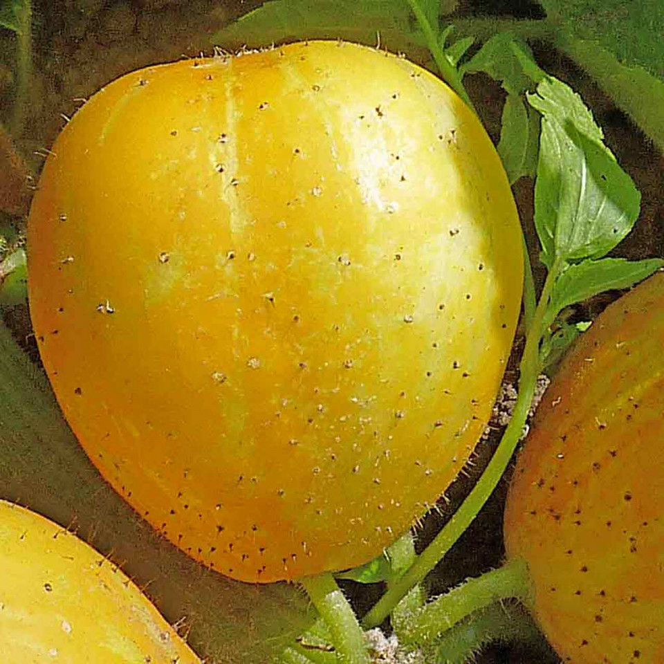 Castravetii Lemon-Apple seminte de catraveti exotici, Vilmorin