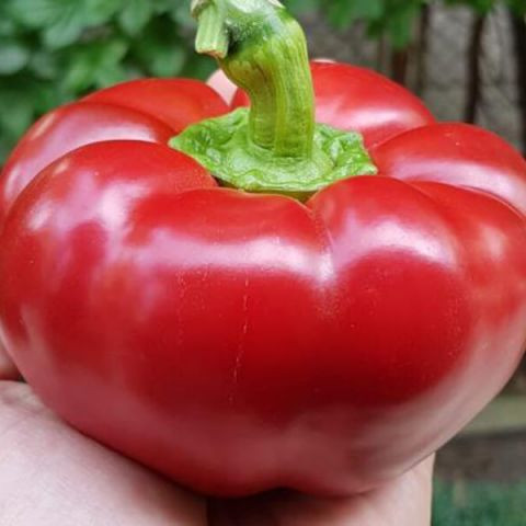 Cocco F1 (250 seminte) ardei gogosar, tip Topepo, Profit Seeds
