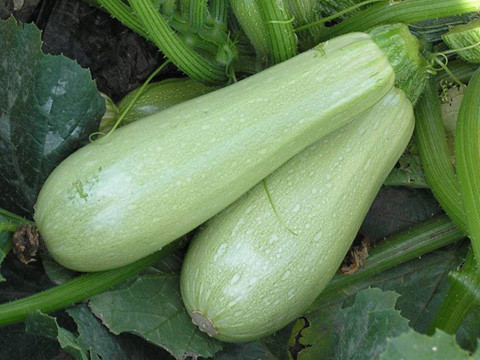 Dovlecei de Gorna Oreahovita (90 seminte) de dovlecel, culoare verde deschis laptos, soi extratimpuriu, greutate fruct 250 - 300 gr, productivitate excelenta, IZK Bulgaria