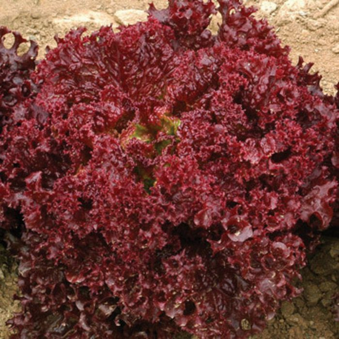 Lolo Rosa (3 gr) seminte de salata creata rosie soi semitimpuriu, Opal
