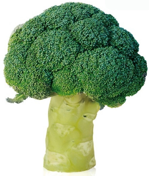 Parthenon F1 (1000 seminte) de broccoli, capatana mare foarte compacta si florete fine dense, verde inchis, Sakata