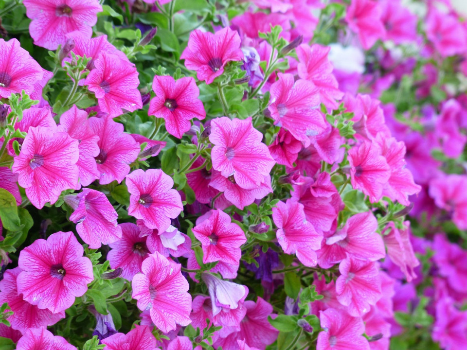 Petunie roz (0.1 gr) seminte flori anuale, Horti Tops