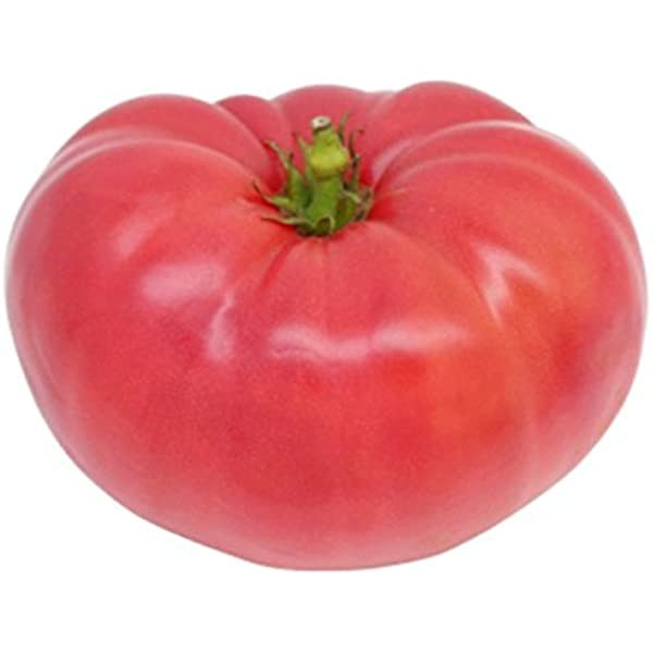 Ponderosa F1 (100 seminte) tomate gigant culoare roz, rotunde, usor turtite, Mefim
