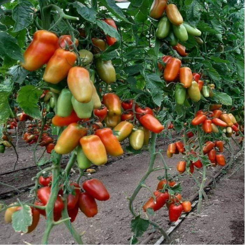 Portento F1 ( 100 seminte) tomate tip San Marzano, Seminis