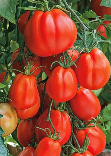 Red Pear (60 seminte) de rosii in forma de para, carnoase si gustoase, Seklos