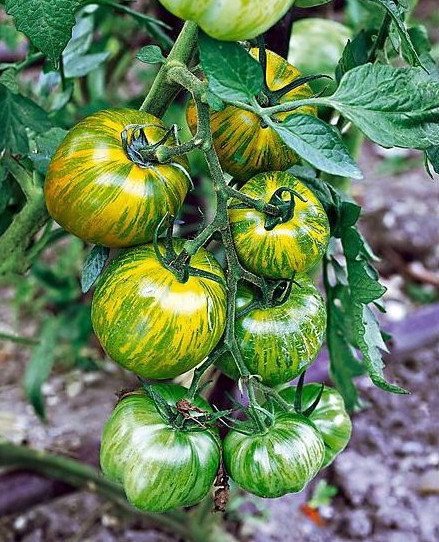 Smarald (100 seminte) tomate verzi timpurii,nedeterminate, gust deosebit, Agrosem