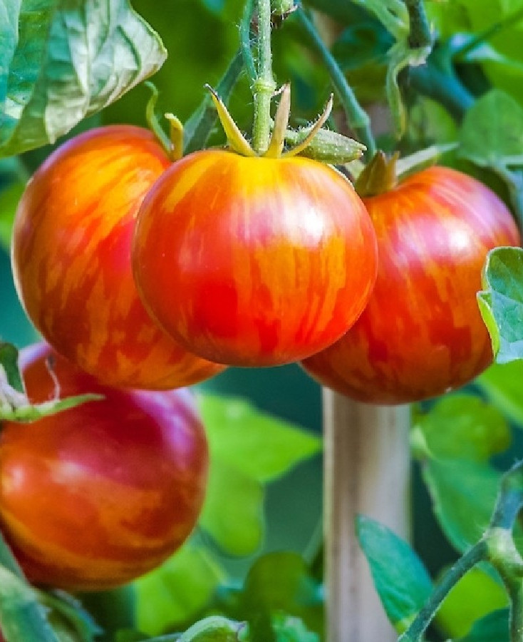 Tigerella (100 seminte) tomate de culoare rosu intens cu dungi portocalii, gust placut, Agrosem