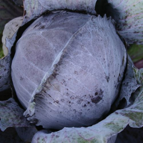 Varza rosie Langedijker Bewaar (2 gr), seminte de varza rosie rotunda si compacta, Agrosem