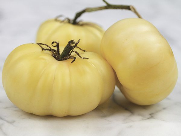 White Beauty (100 seminte) tomate albe spre galben, soi vechi tip grasa, Agrosem