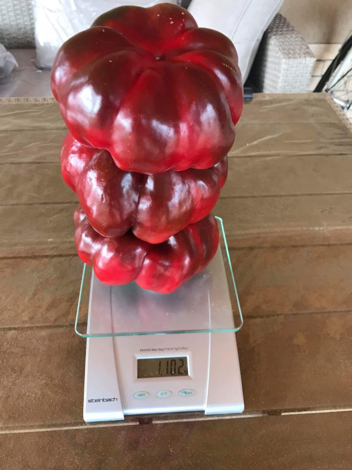 Ardei gogosar ZELENI rotund (1500 seminte) fructe foarte mari gigant, Superior