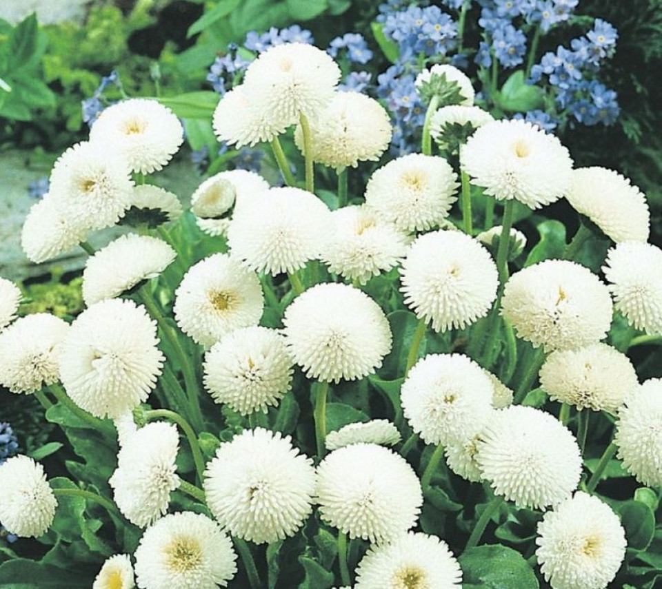 Banutei albi (0.1 grame) seminte de flori planta anuala cu multe ramificatii, Agrosem