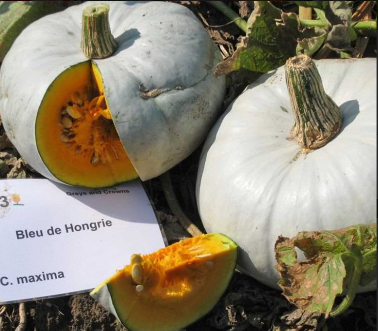Bleu de Hongrie (20 seminte) de dovleac alb soi stravechi, Chemyfarm