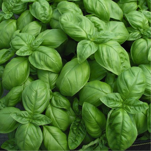 Busuioc Italiano Classico (5000 seminte) de busuioc verde clasic italian, Raci Sementi