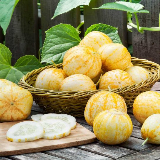 Castravetii Lemon-Apple seminte de catraveti exotici, Vilmorin