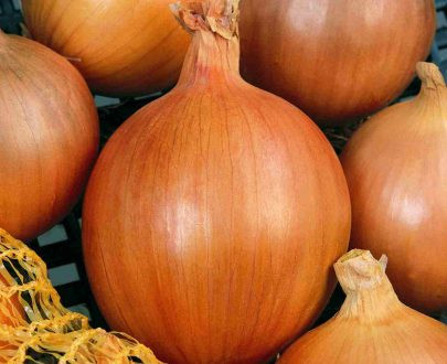 Cedonia F1 (125.000 seminte) ceapa timpurie recoltare mecanica, pastrare indelungata, Hektar