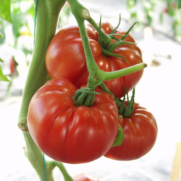 Country Taste (10 seminte) de rosii nedeterminat foarte gustoase gen rosii romanesti, Nunhems