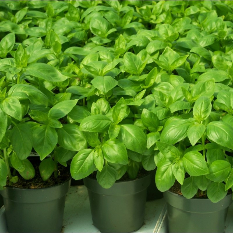 Gecom (100 grame) seminte busuioc verde clasic, Profit Seeds