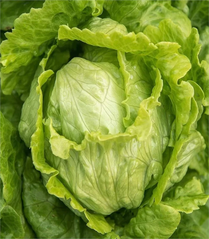 Gondar (5.000 seminte) salata drajata tip Iceberg, Nunhems