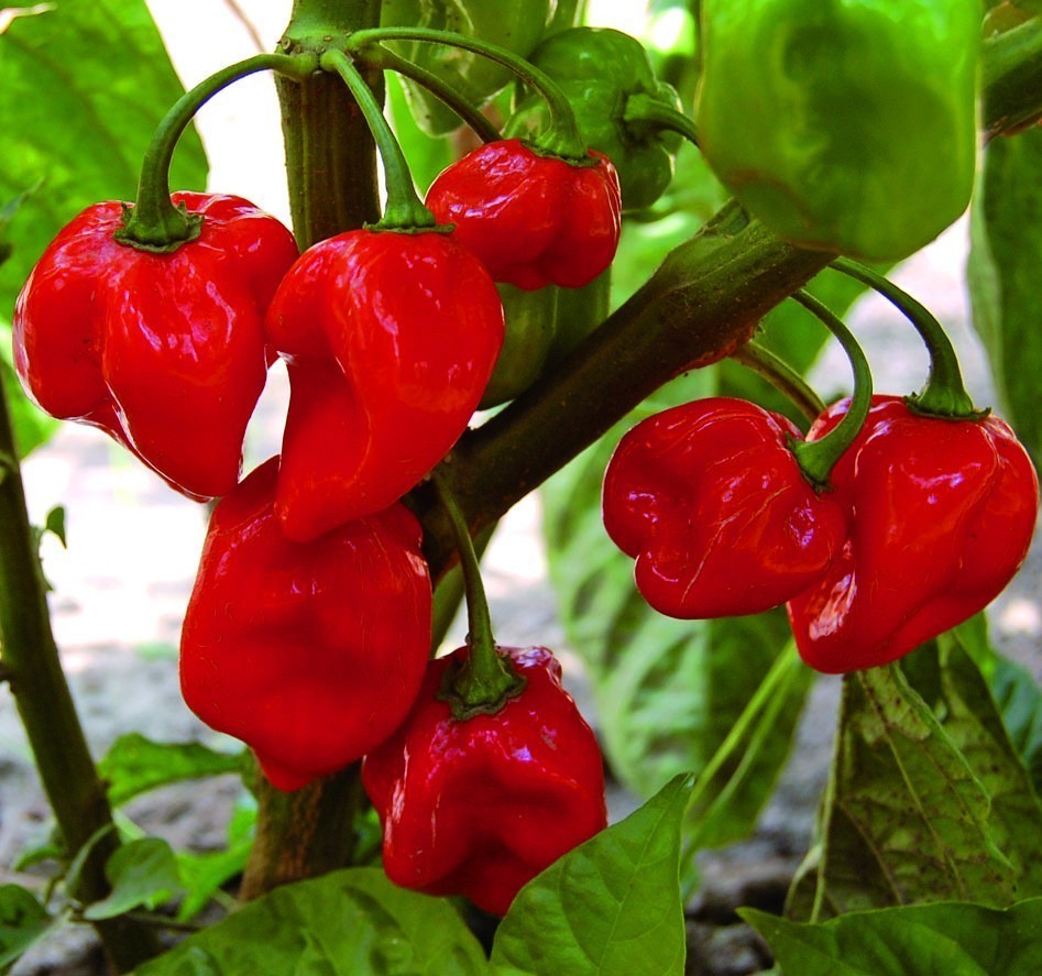 Habanero Red 20 Seminte Seminte Ardei Iute Soi Mexican Cel Mai Iute Din Lume Florian