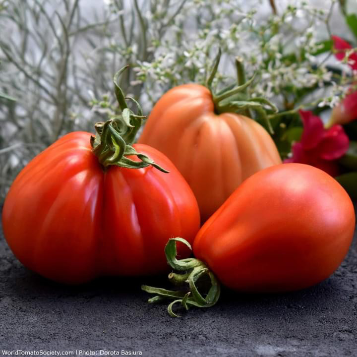 Inima de Albenga (60 seminte) tomate crete nedeterminate semitimpurii, Opal