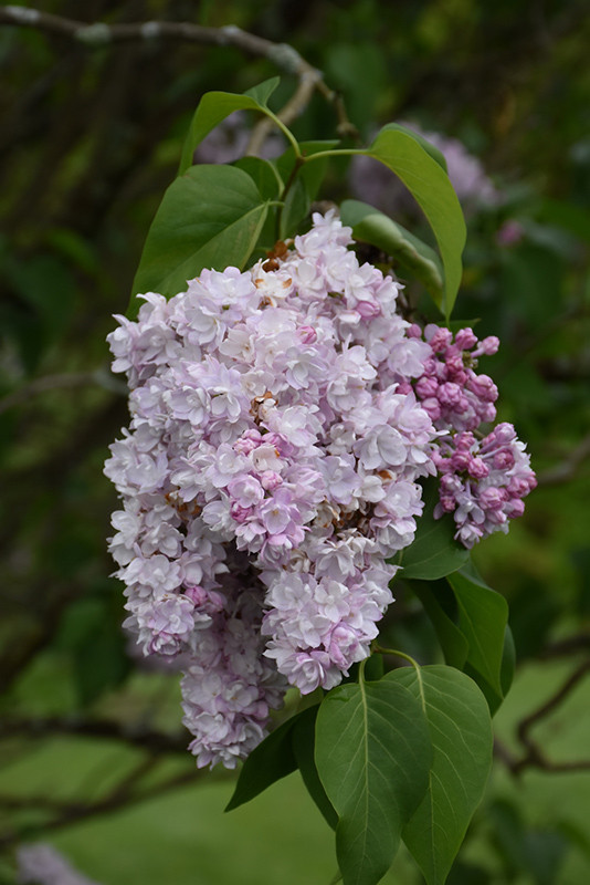 Liliac President Fallieres Arbust Ornamental Cu Inflorescente Bogate